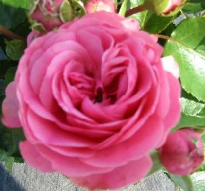 Leonardo da Vinci rose, mørk rosa buketrose med tætfyldte, kvarterede blomster