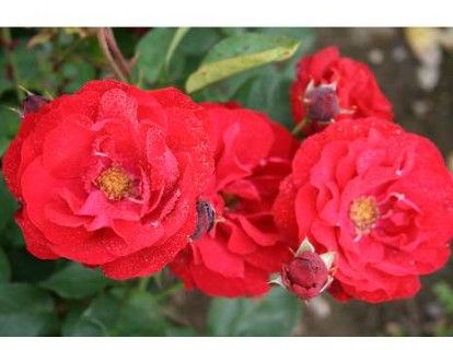 Lilli Marleen rose, mørkerød buketrose med klaser af blomster
