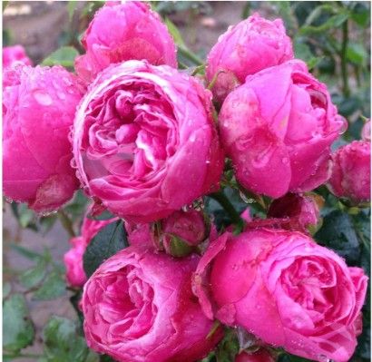 Lise Nørgård rose, lyserød buketrose med fyldte blomster