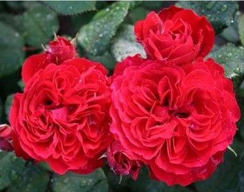 Look Good Feel Better rose, rød buketrose med tætfyldte blomster