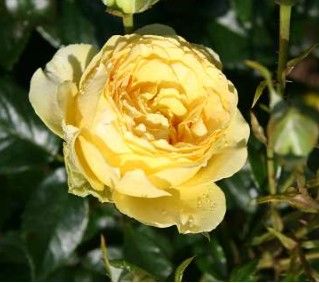 Marselisborg rose, gul buketrose med klaser af blomster