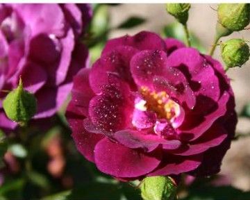 Midnight Blue rose, mørk lilla buketrose med fyldte blomster