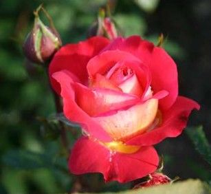 Midsummer rose, rød og gul tofarvet buketrose med fyldte blomster
