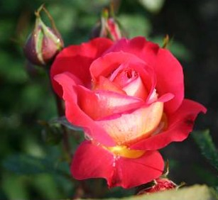 Midsummer rose