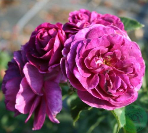 Minerva rose, mørk violet buketrose med fyldte blomster