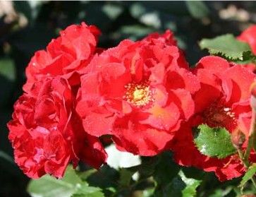 Molde rose, orangerød lav buketrose med klaser af blomster