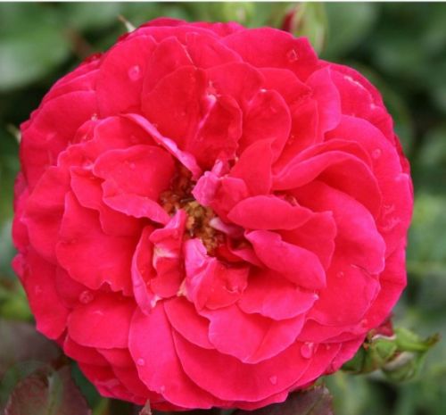 Mona Lisa rose, rød buketrose med store fyldte blomster