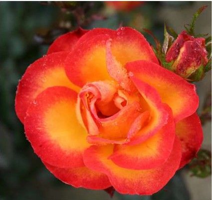 My Story rose, orange lav buketrose med varme farver