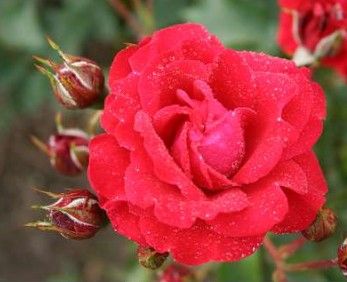 Nina Weibull rose, blodrød buketrose med klaser af blomster