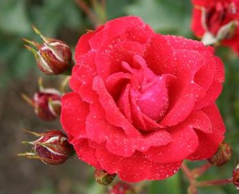 Nina Weibull rose