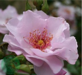 Odyssey rose, lys rosa og sart lavendel buketrose med åbne blomster