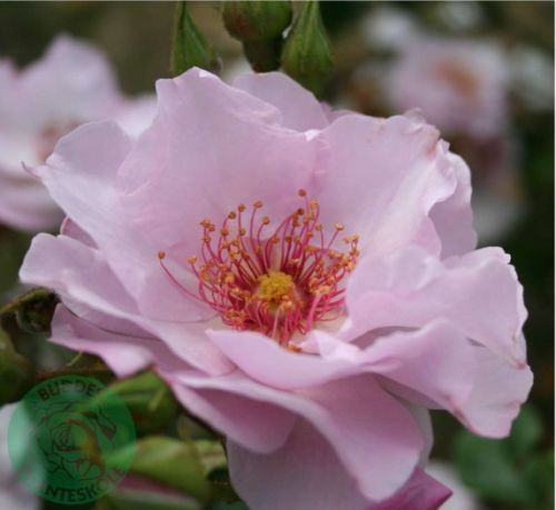Odyssey rose, lys rosa og sart lavendel buketrose med åbne blomster