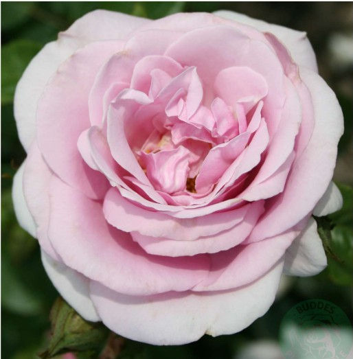 Pacific Blue rose