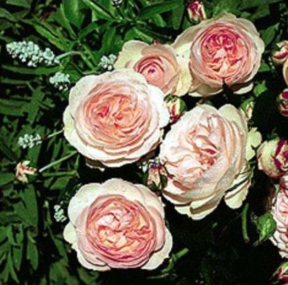 Pastella rose, cremehvid nostalgisk buketrose med fyldte blomster