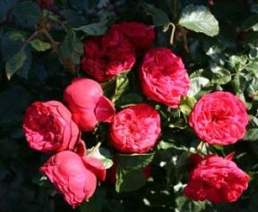 Piano rose, mørkerød nostalgisk buketrose med kugleformede blomster