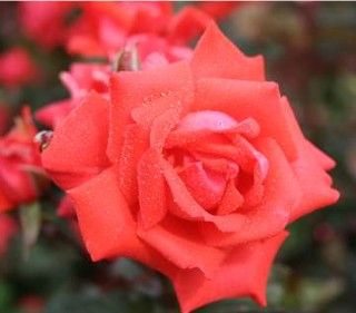 Piccolo rose, cinnoberrød lav buketrose med fyldte blomster
