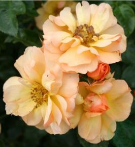Prins Henrik rose, orange lav dansk buketrose med klaser af blomster