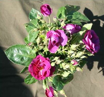 Rhapsody in Blue rose, blålilla buketrose med halvåbne blomster