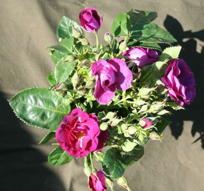 Rhapsody in Blue rose