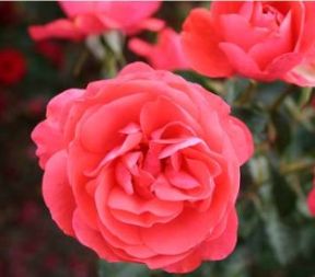 Riberhus rose, laksefarvet lav dansk slotsrose med klaser af blomster