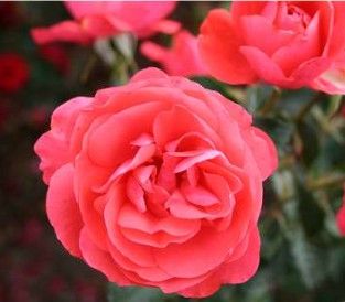Riberhus rose, laksefarvet lav dansk slotsrose med klaser af blomster