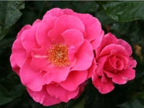Romanze rose, mørk rosa buketrose med store fyldte blomster