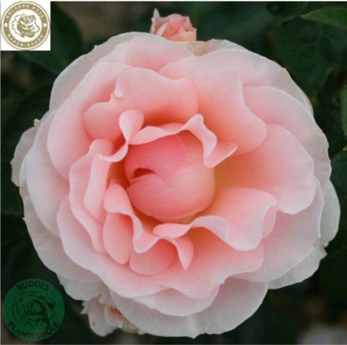 Royal Estelle rose, lys abrikos og rosa buketrose med fyldte blomster