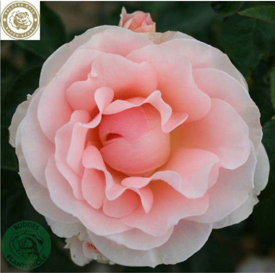 Royal Estelle rose