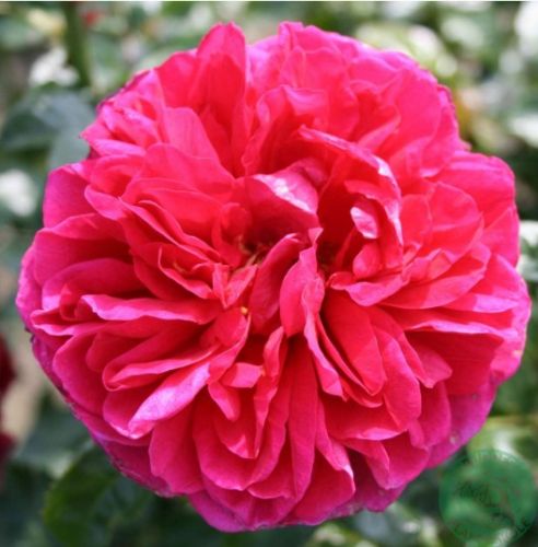 Ryslinge Rosen, dyb violet nostalgisk buketrose med store fyldte blomster
