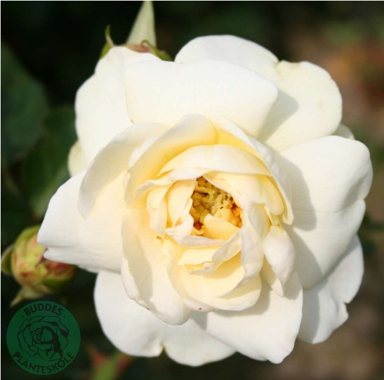 Sara Rosenmager rose