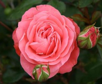 Schackenborg rose