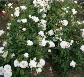 Schneewittchen rose, ren hvid buketrose med klaser af blomster
