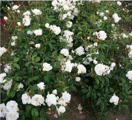 Schneewittchen rose, ren hvid buketrose med klaser af blomster