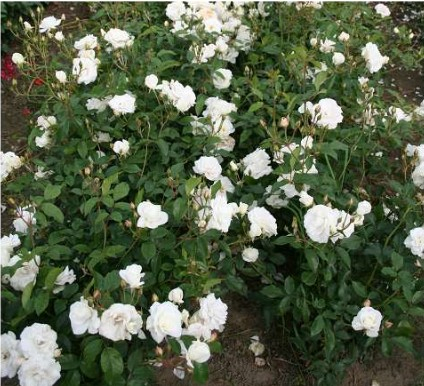 Schneewittchen rose