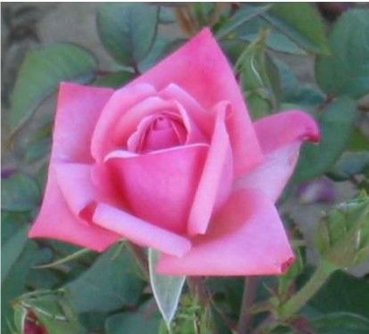 Sofiero rose, koralrosa buketrose med klaser af blomster