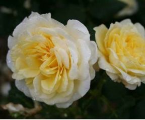 Stockholm rose, lysegul til cremehvid dansk slotsrose med fyldte blomster