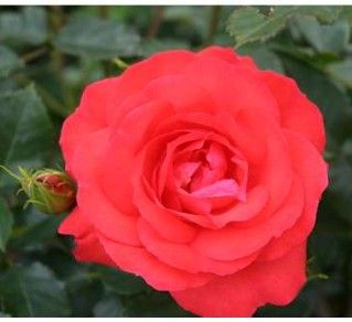 Søren Kanne rose, cinnoberrød høj buketrose med klaser af blomster