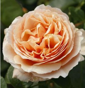 Tropicana rose, lysende koralorange buketrose med fyldte blomster