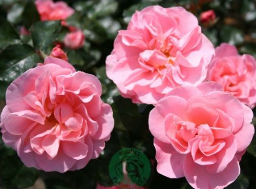 Vejlerosen, lys rosa buketrose med mange små blomster