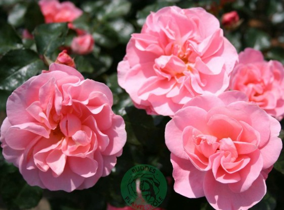 Vejlerosen rose