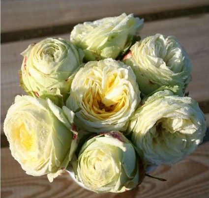 Wedding Piano rose, cremehvid nostalgisk buketrose med kugleformede blomster