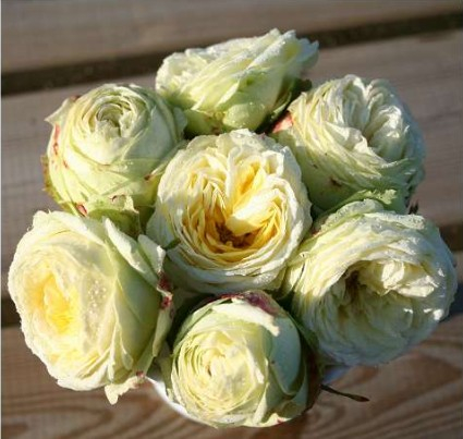 Wedding Piano rose
