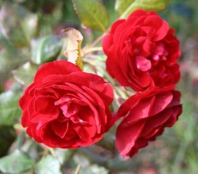 Christian IV rose, lav blodrød buketrose med velfyldte mørke blomster