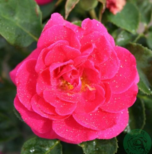 Avila rose, lav kompakt mørk rosa krukkerose med klaser af blomster