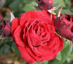 Fall in Love Again rose, lav rød krukkerose med klaser af blomster
