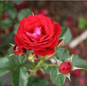 Grand Palace rose, lav varm mørkerød krukkerose med fyldte blomster