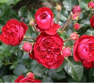 Imperial Palace rose, lav rød krukkerose med fyldte blomster
