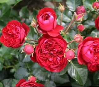 Imperial Palace rose
