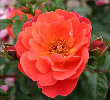 Looking in Your Eyes rose, lav orange og abrikos bivenlig krukkerose