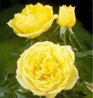Sun Hit rose, lav solgul krukkerose og bunddaekkerose med klaser af blomster